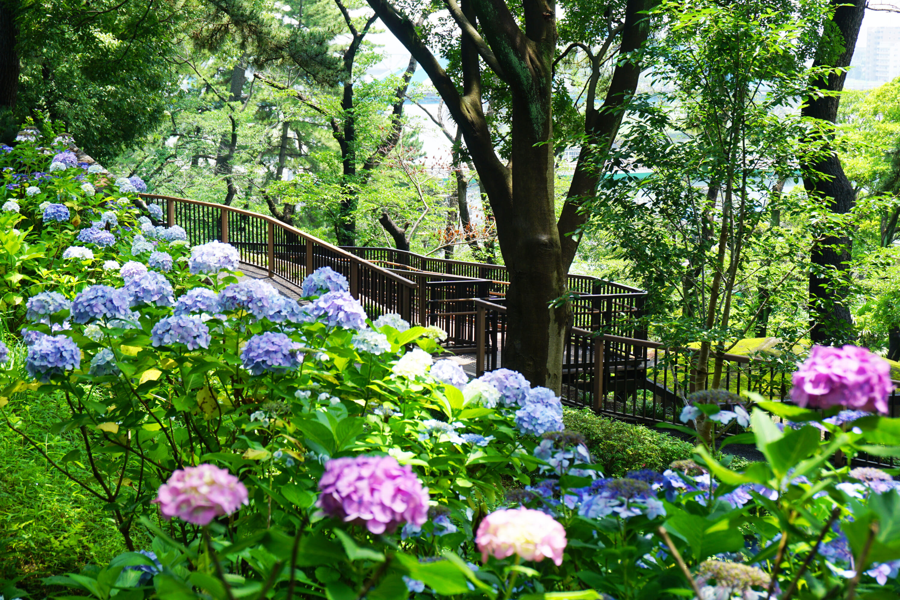 best spots in tokyo for hydrangeas 