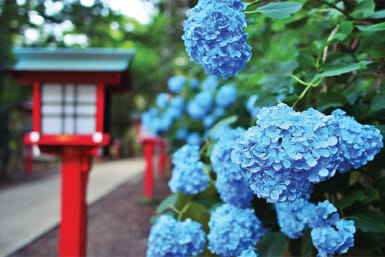 best spots for hydrangeas