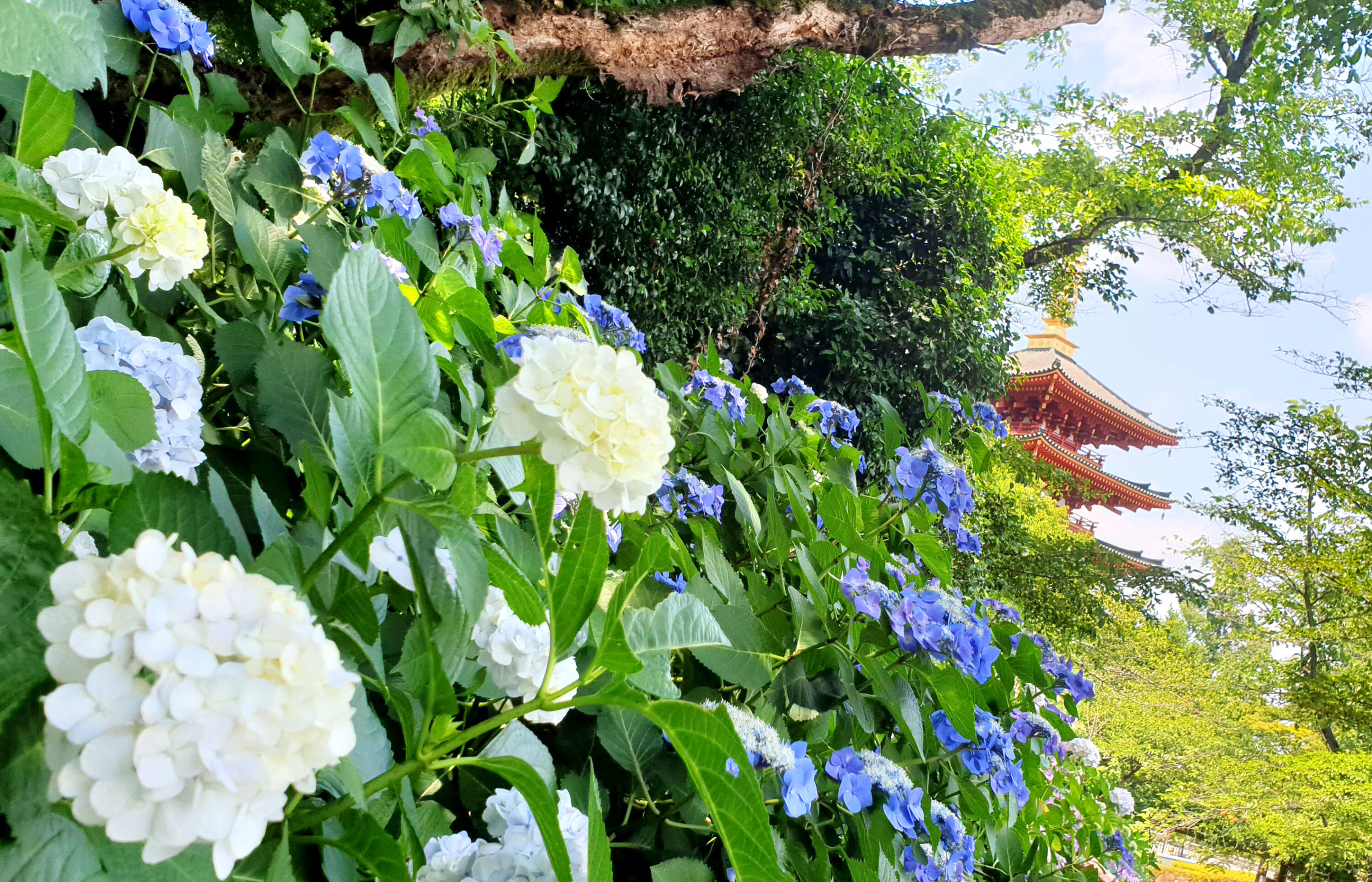 best spots in tokyo for hydrangeas 