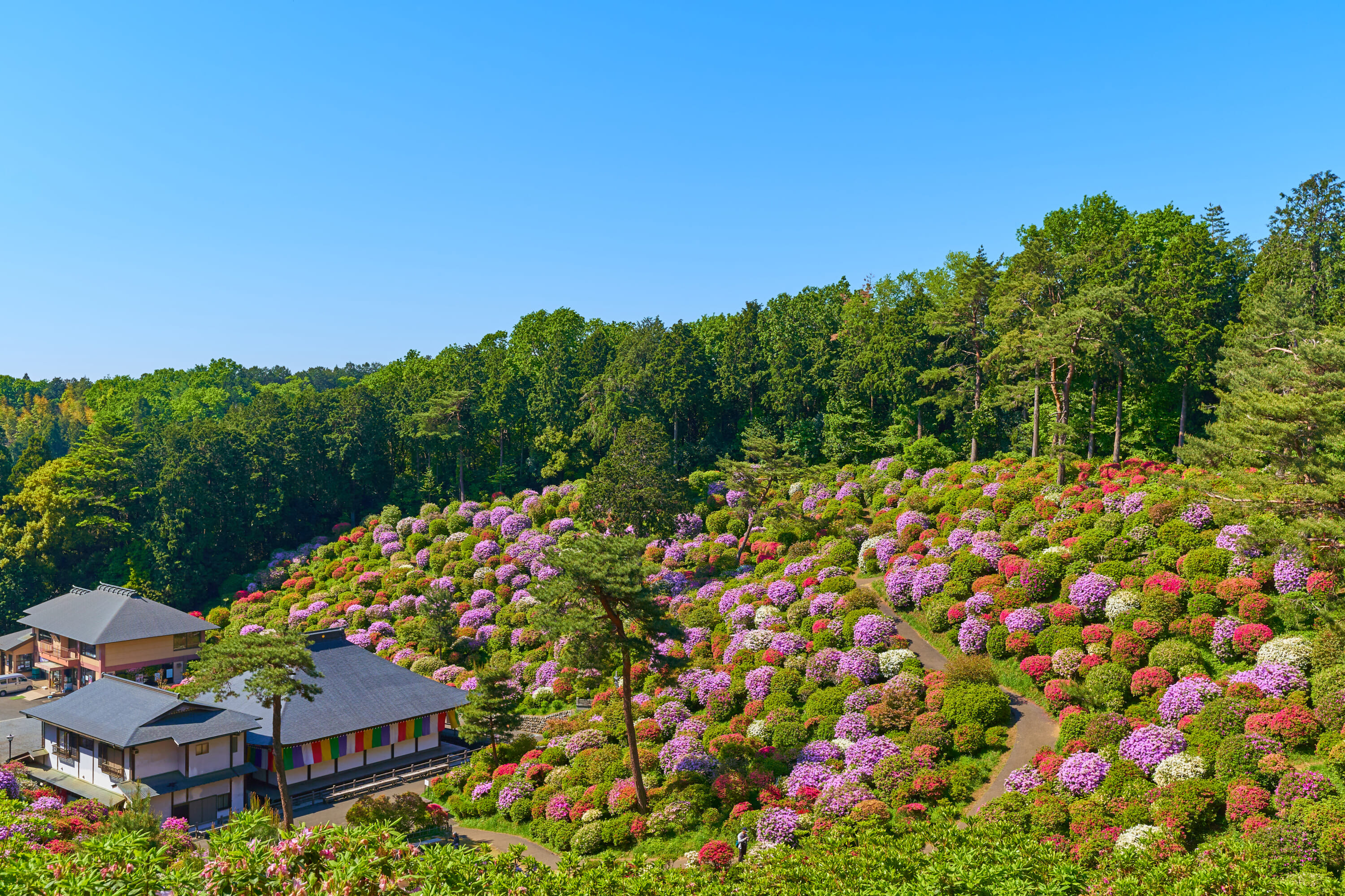 best spots in tokyo for hydrangeas 