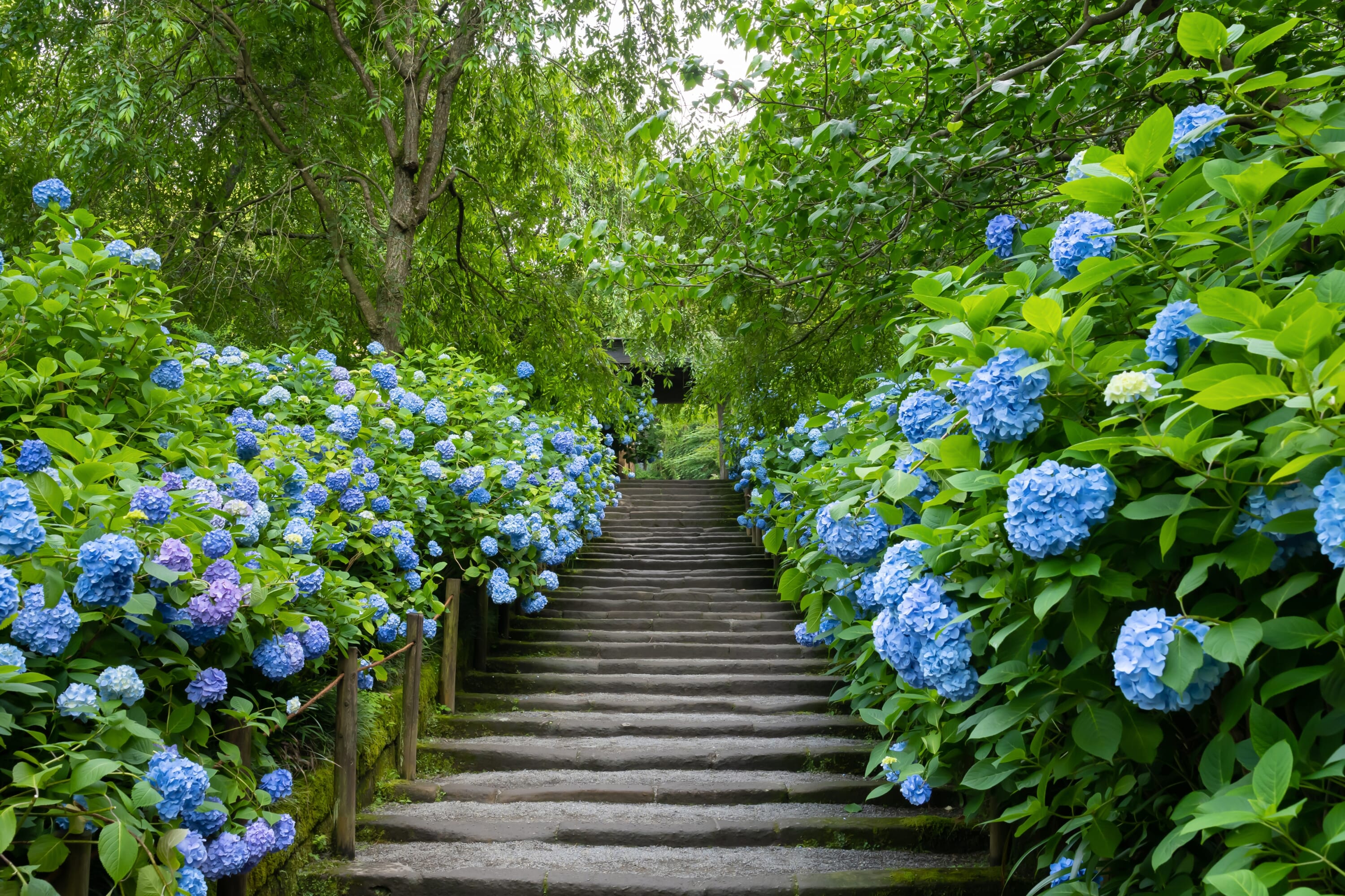 best hydrangea spots tokyo