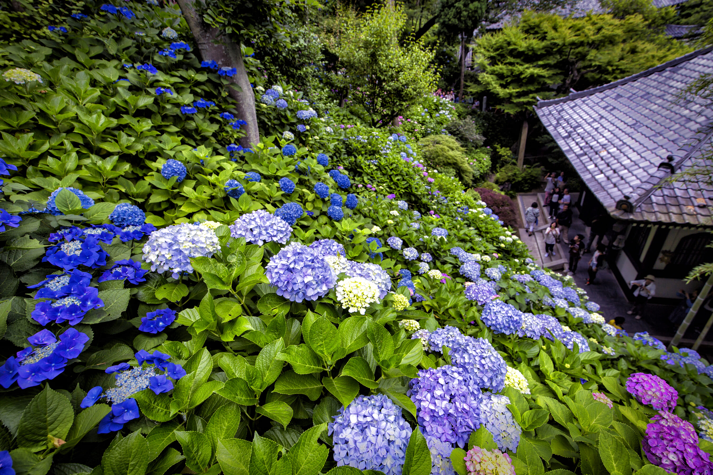 best hydrangeas