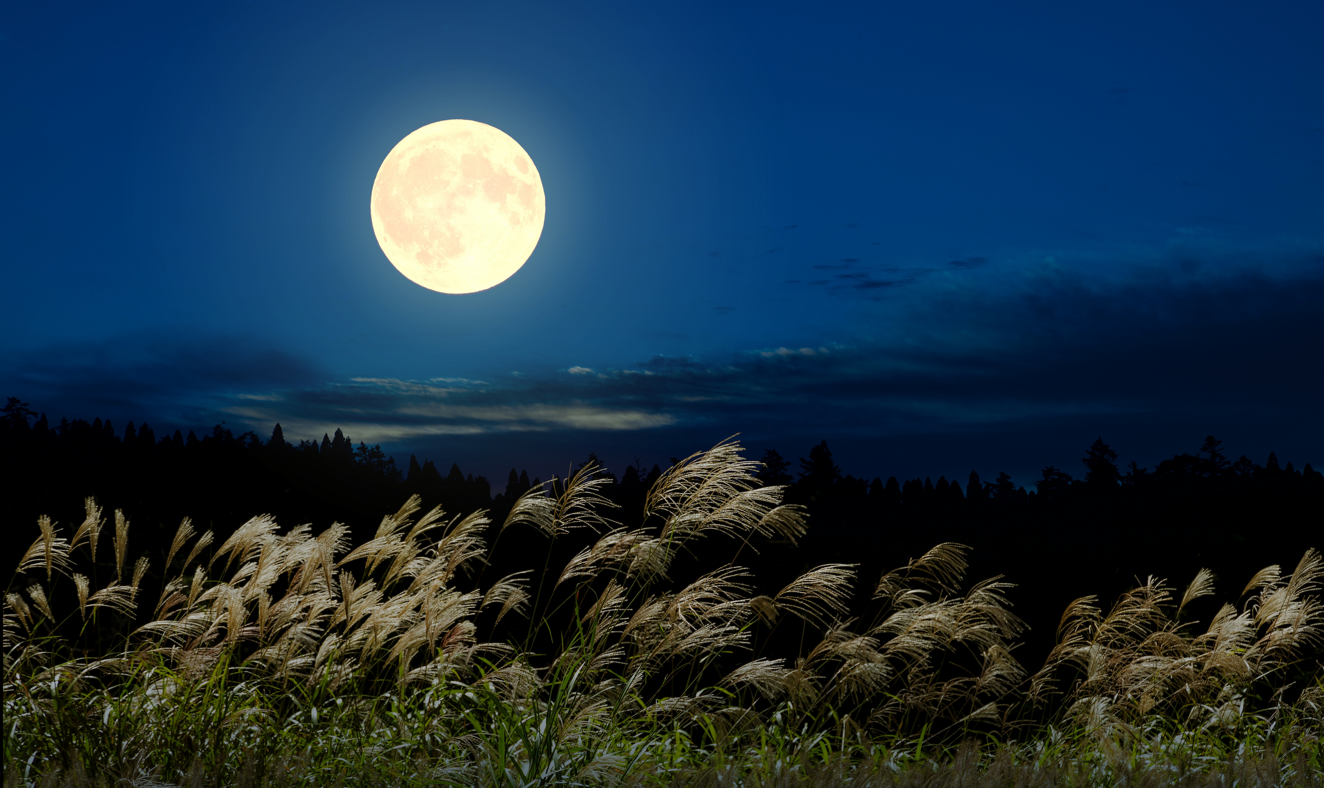 Japan Moon Tsukimi Pampas grass