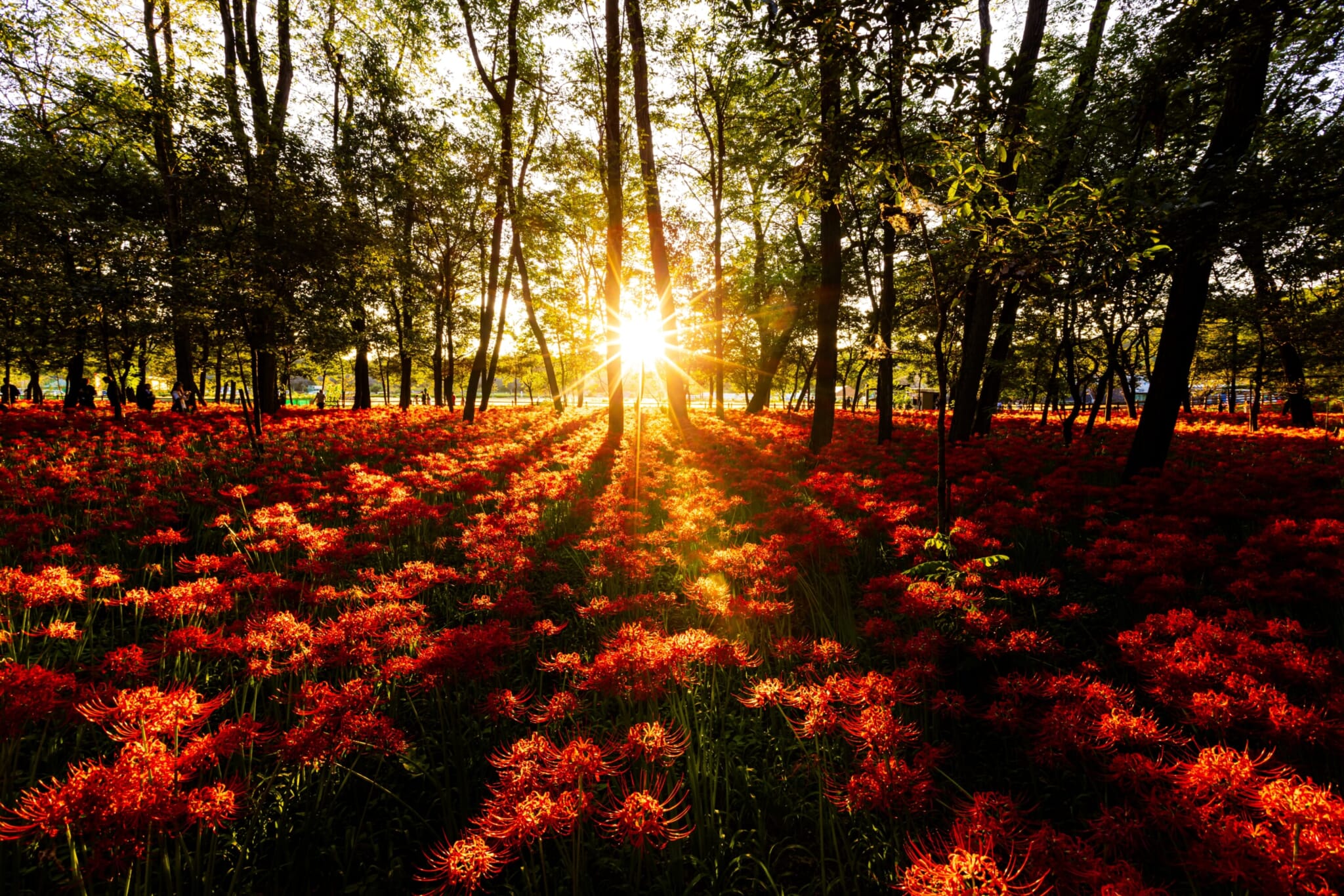 Kinchakuda, spider lilies around tokyo