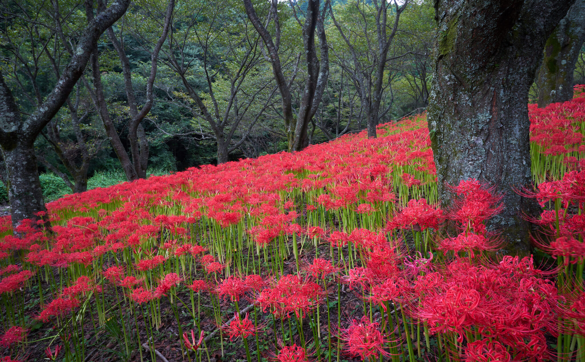 spider lily field