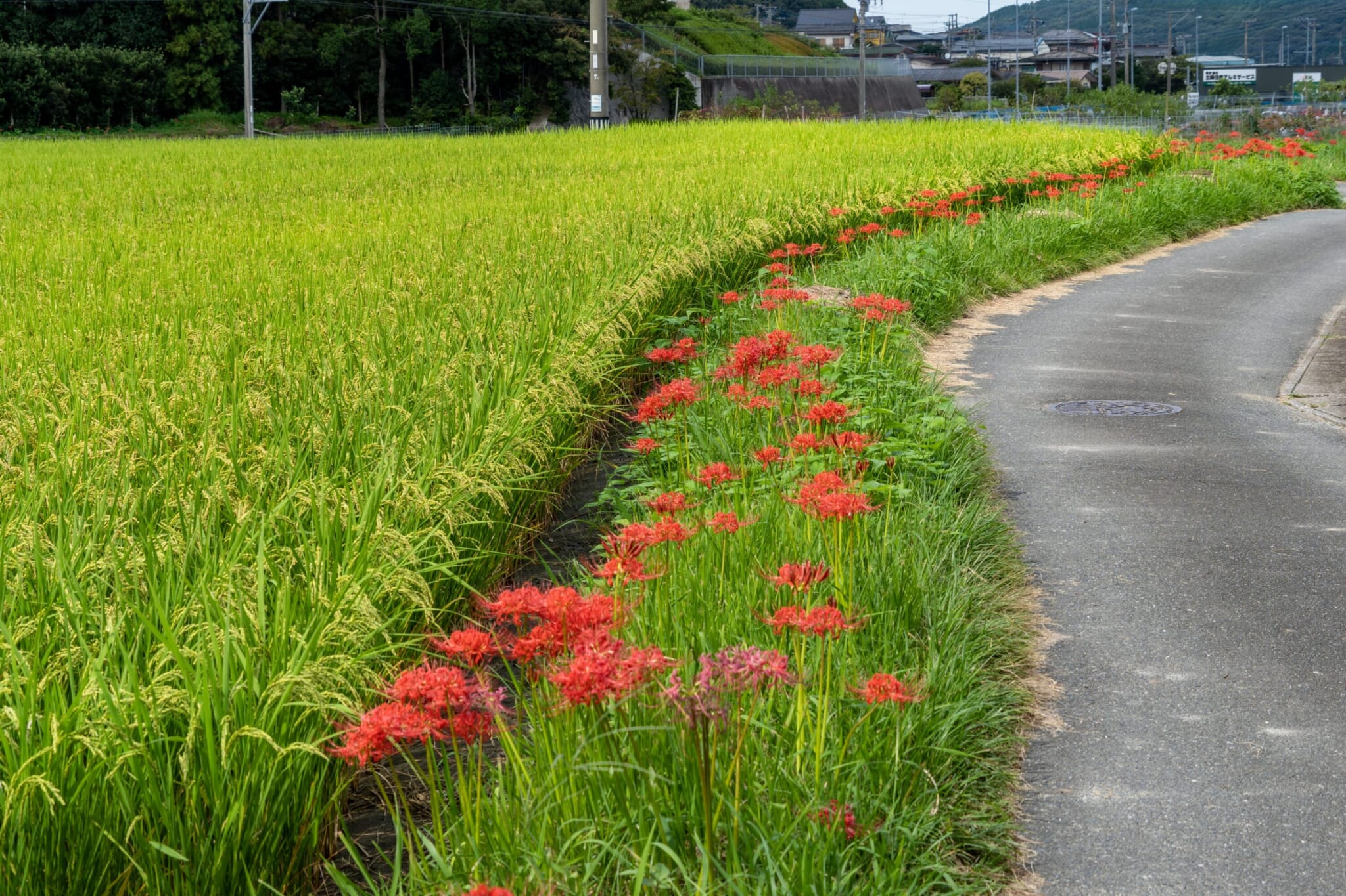 spider lilies around tokyo