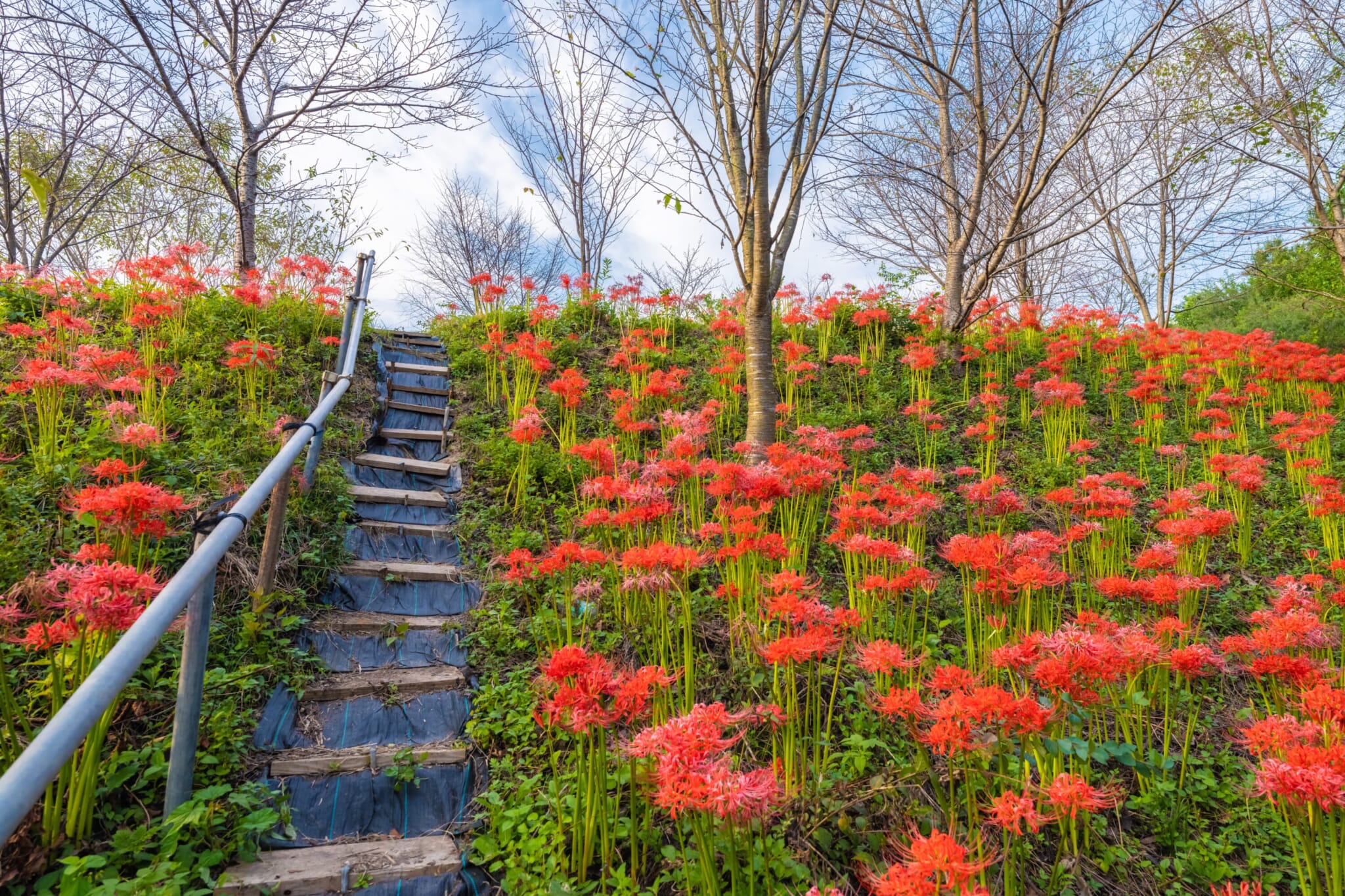 spider lily staircase