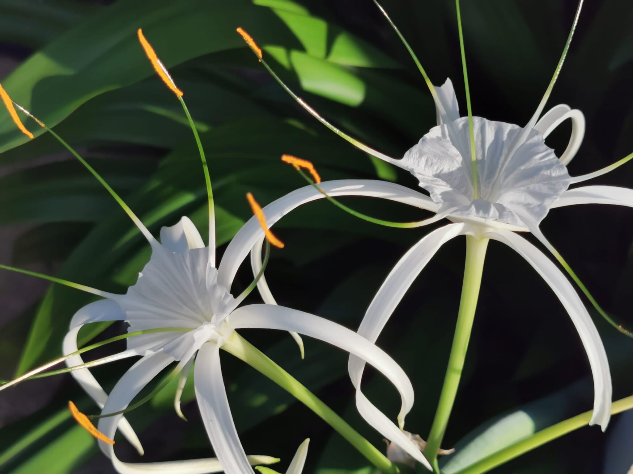 white spider lilies